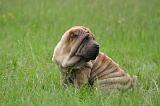 SHAR-PEI 951